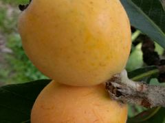 -塘栖枇杷特色园区