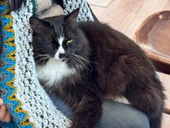 -有猫主题·治愈系猫咖(曾厝垵店)