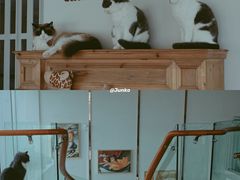 -Catmate·猫肥家润(金润铂宫店)