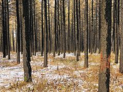 -塞罕坝国家级自然保护区