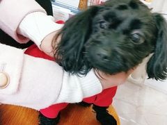 -仁华宠物医院(青羊店)