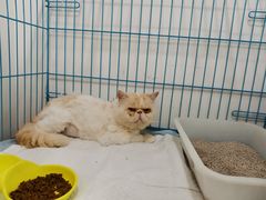 -美联众合动物医院(·中兽医·疑难杂症·严家桥分院)