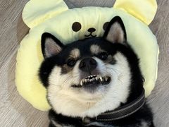 -柴迷FANS CLUB·柴犬狗咖·猫咖