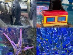 -海合安武汉极地海洋公园
