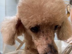 -芭比堂动物医院广州顽皮分院