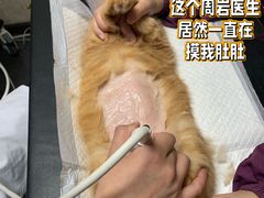 -宠爱国际动物医院·消化内科·心肾内科·ISFM猫友好(望京店)