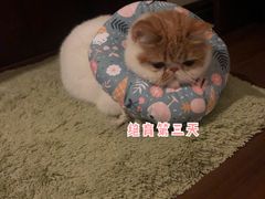 -申普宠物医院·心脏介入·心血管微创(总院)