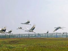 -盐城丹顶鹤湿地生态旅游区