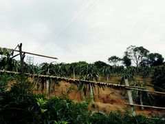 -广州市流溪河国家森林公园