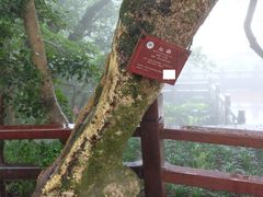 -普陀山风景区-佛顶山