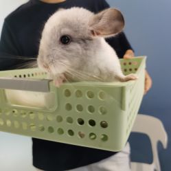 -Moni星球萌宠·小马宝莉·灵蛇·高端高阶全萌宠互动体验俱乐部(红豆国际广场店)