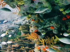 -上海海洋水族馆