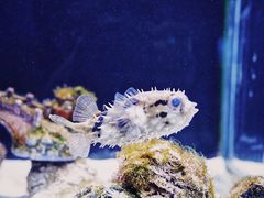 -芜湖新华联大白鲸海洋公园