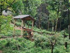 -中国大熊猫保护研究中心雅安碧峰峡基地