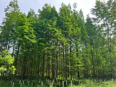 -桤木河湿地公园