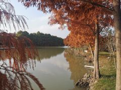 -上海海湾国家森林公园