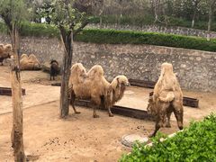 -石家庄市动物园