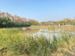 -上海长兴岛郊野公园