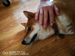 -柴犬高等学院·狗咖·柴犬售卖·宠物训练