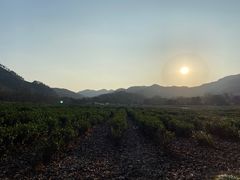 -中国茶叶博物馆(双峰馆区)