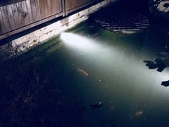 -两棵枇杷树