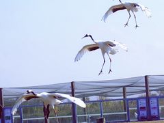 -盐城丹顶鹤湿地生态旅游区