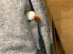 -吉丁鸟咖·异宠·寄养