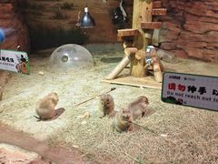 -正佳雨林生态植物园