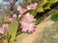 -杭州植物园