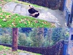 -都江堰中华大熊猫苑