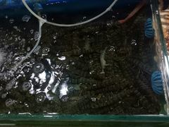 -鸿港海鲜批发市场