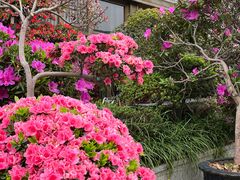 -桂林碧玉国际大酒店-碧玺茶餐厅
