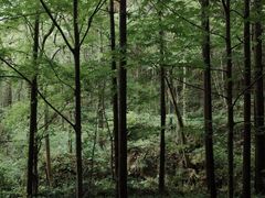 -素山寺森林公园