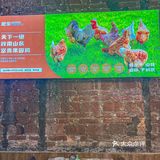 广东人吃鸡的执念，对这家千万“咪走鸡”