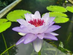 -上海辰山植物园