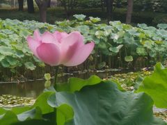 -陈家山荷花公园