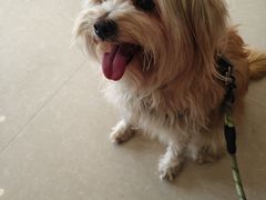 -瑞鹏宠物医院(大运分院)