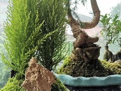 -金科花卉市场