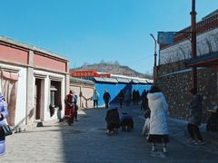 -塔尔寺-菩提树