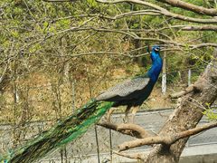 -西霞口神雕山野生动物世界