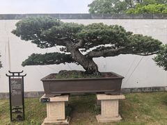 -盆景园(扬州大运河文化旅游度假区)