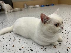 -猫域·湾主题猫咖·宠物吧(南坪城市广场店)