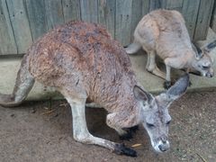 -可伦宾野生动物保护区