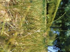 -济南国际园博园