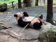 -都江堰中华大熊猫苑