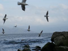 -深圳湾公园(南山区)