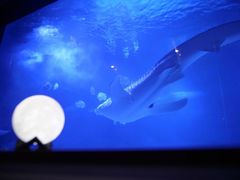 -烟台海昌鲸鲨海洋公园