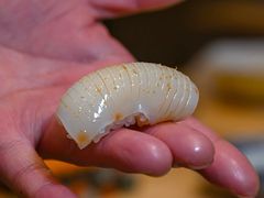 -辉·四季料亭·怀石料理·深夜食堂烧鸟·Omakase