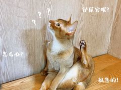 -MOCHA明星猫咖(田子坊店)