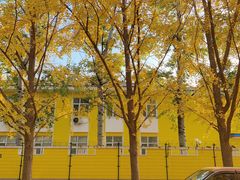 -三里屯东五街银杏大道